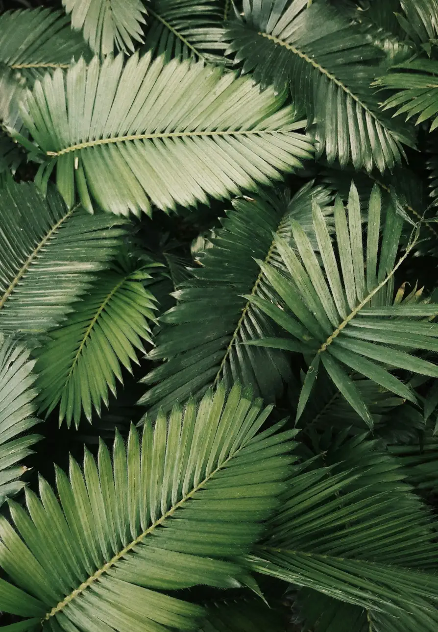 Vickholius nugroho jt6QxZwSOCQ unsplash